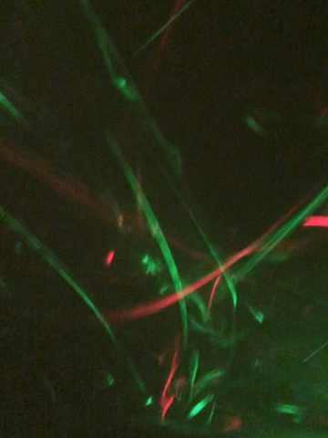 LED Holiday Tree