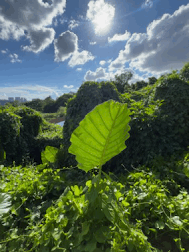 Mindful Plant Kam Tin