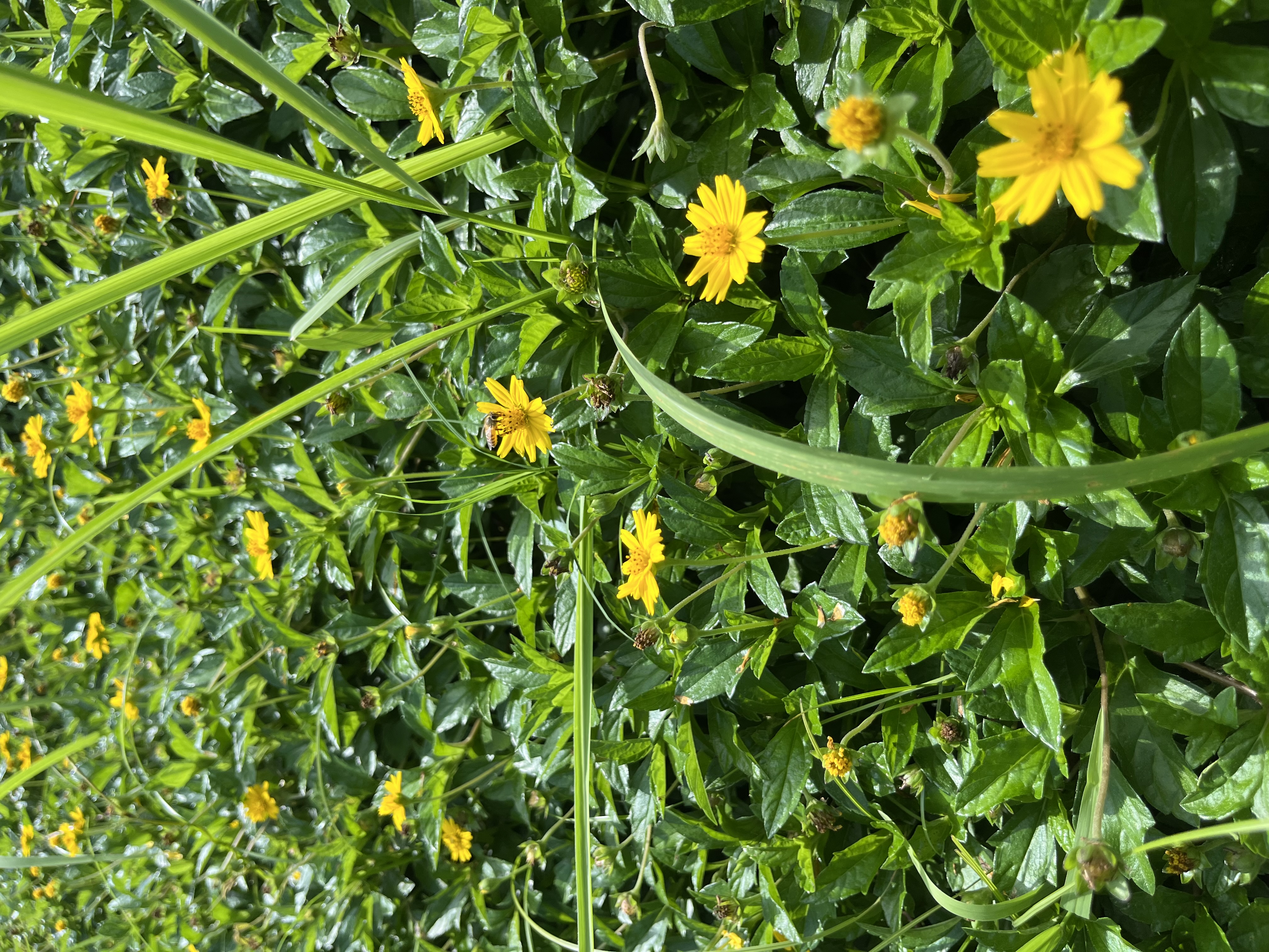 Phi Daisy Bees Tai Mo Shan