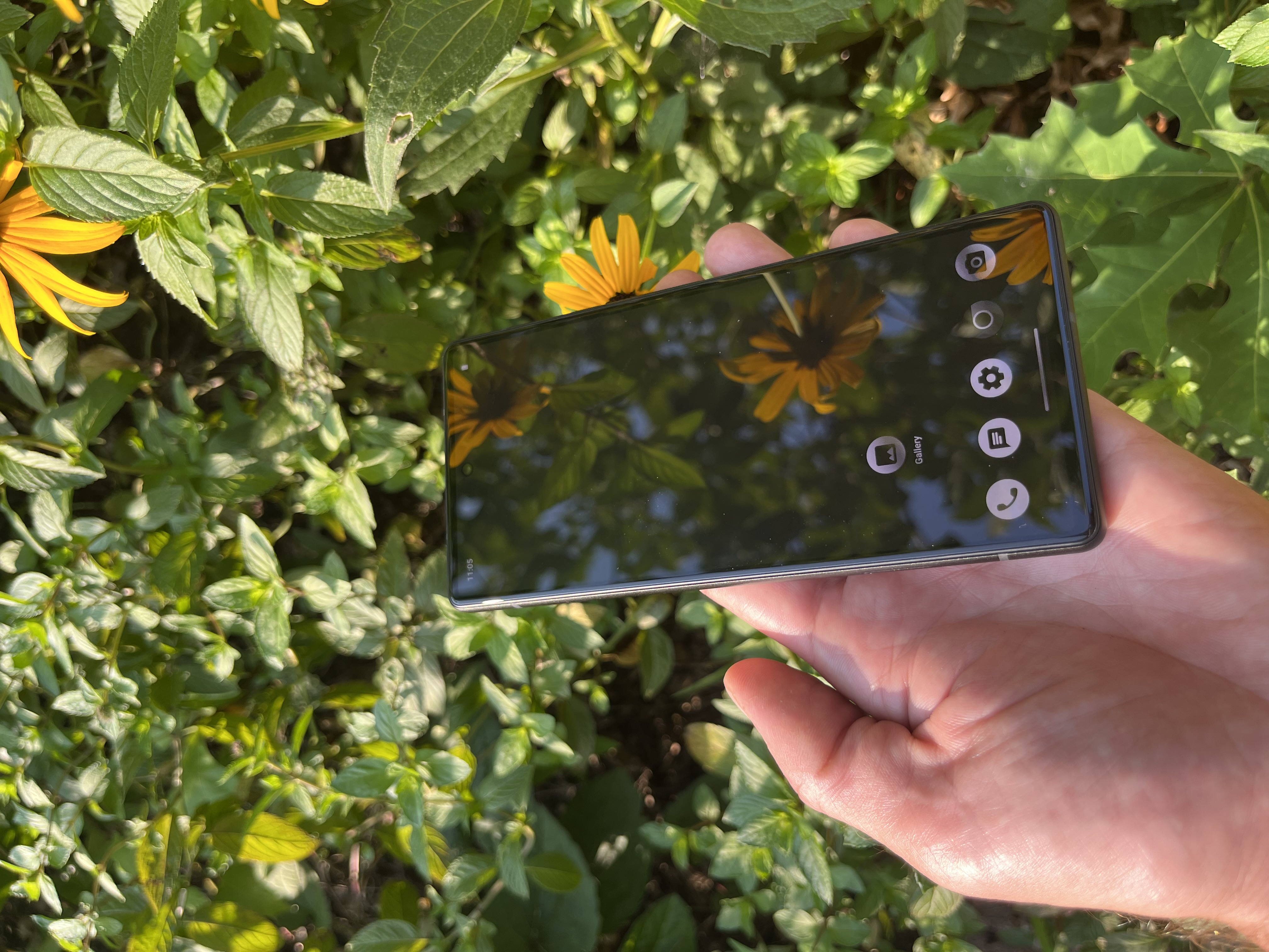 Phi Daisy on Daisies