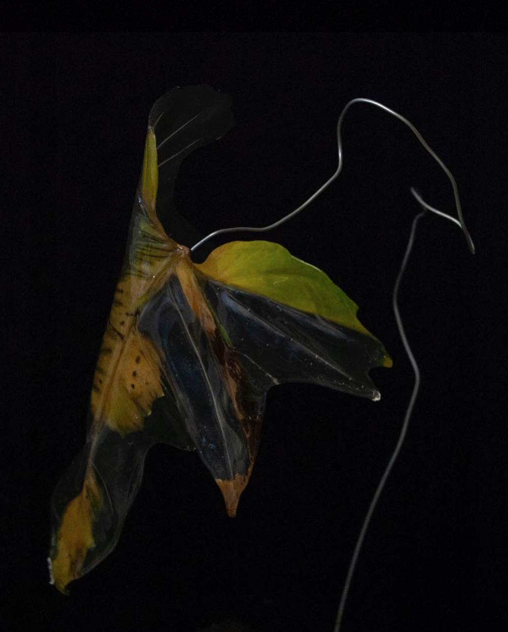 Plastic Preoccupations