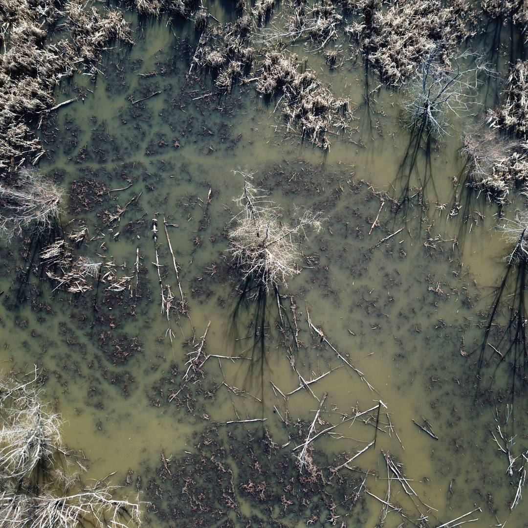 Wetland