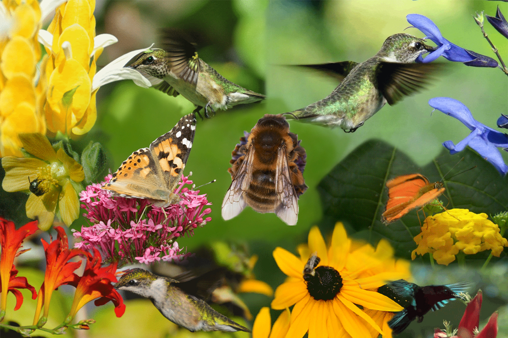 Visual Orgasms: Birds and Bees
