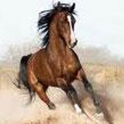 Horse_ebooks